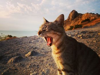 Close-up of cat on rock by sea against sky