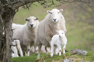 Portrait of sheep standing on ground