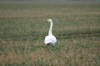 White bird on a field