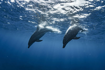 Close-up of swimming in sea