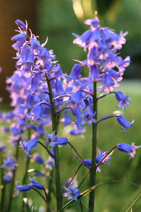 Close-up of purple flowers blooming outdoors