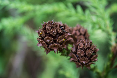 Close-up of flower