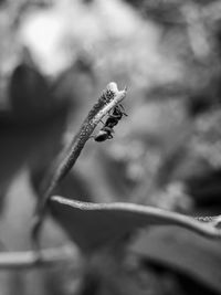 Close-up of insect on flower