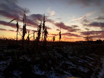 Wilted plants on field during sunset