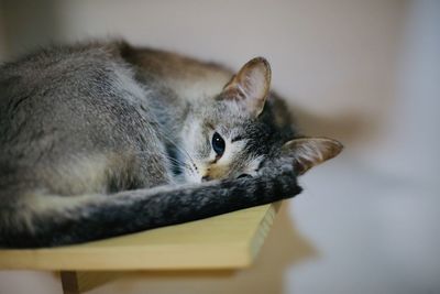 Close-up of a cat resting