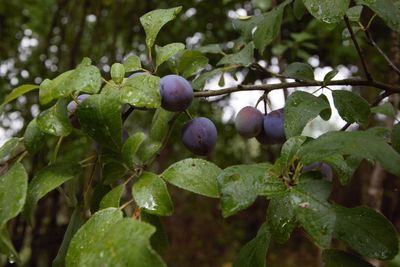 Close-up of berry growing on tree