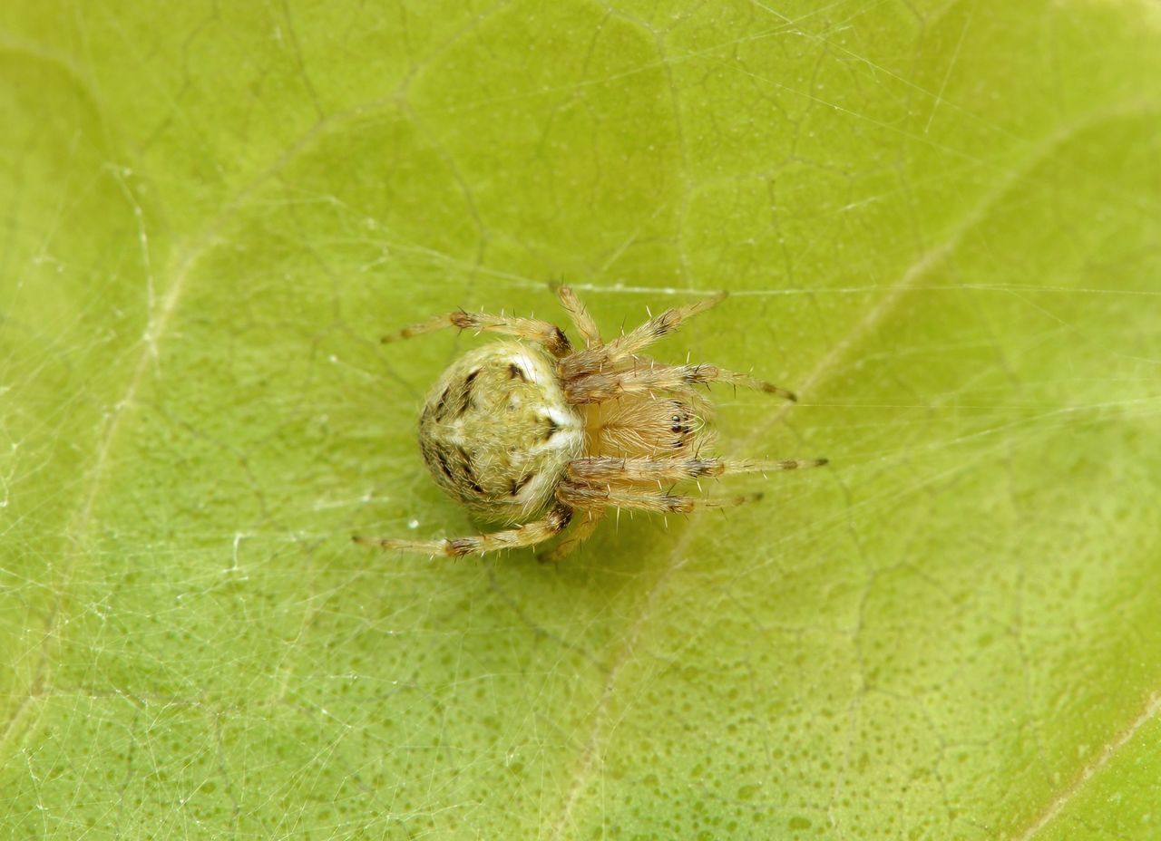 CLOSE-UP OF SPIDER ON GREEN WEB