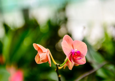 Pink flowers blooming outdoors