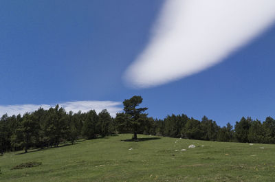 Scenic view of trees against blue sky