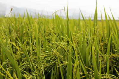 Close-up of wheat field