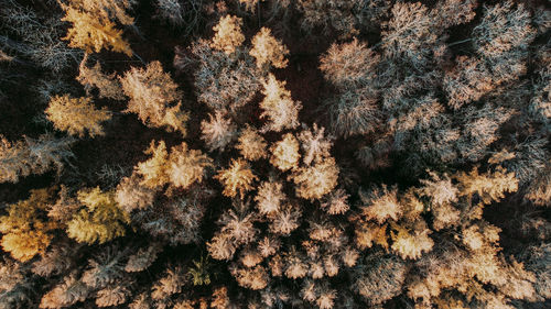 A forest in autumn from above.