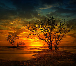 Silhouette tree on landscape against orange sky