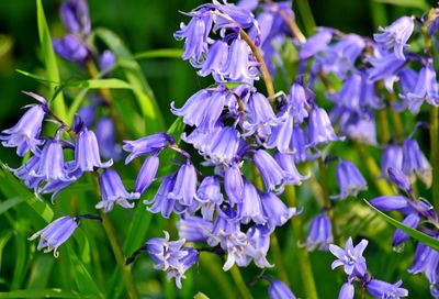 Close-up of purple flowering plants