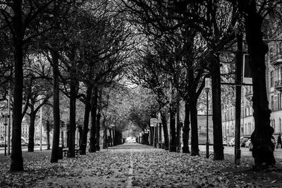 Road passing through trees