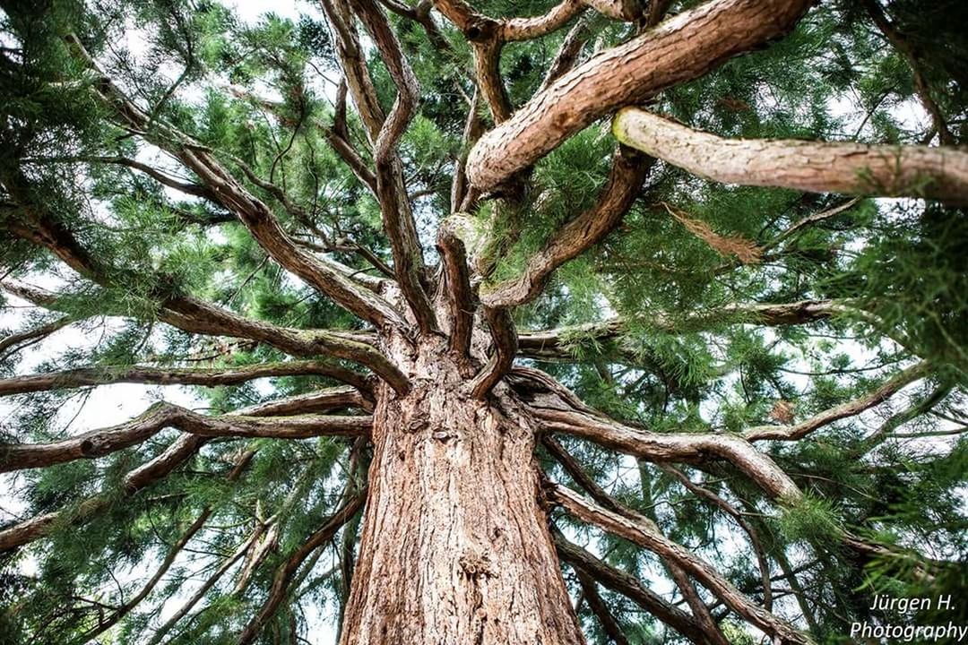 tree, plant, tree trunk, trunk, branch, low angle view, growth, nature, no people, tranquility, beauty in nature, day, outdoors, plant part, tall - high, leaf, backgrounds, wood - material, forest, green color, tree canopy, bark, directly below