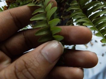 Close-up of cropped hand holding leaf