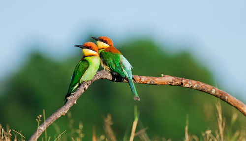 Close-up of bird perching on branch