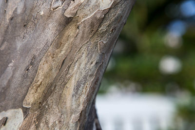 Close-up of lizard on tree