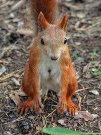 Close-up of a rabbit on field