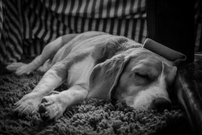 Close-up of dog sleeping