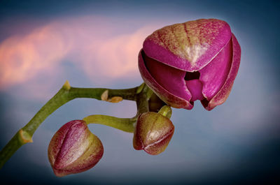 Close-up of pink flower against blurred background