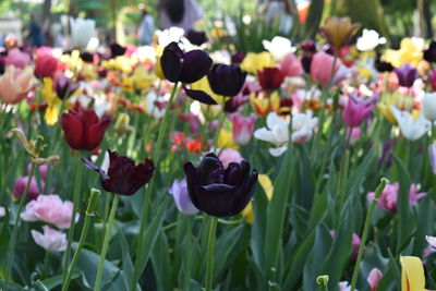 Close-up of purple tulip flowers on field