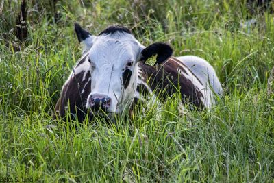 Cow resting on grassy field