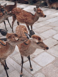 Close-up of deer