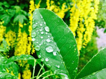 Close-up of wet yellow leaf