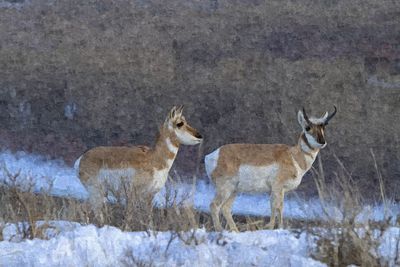 Deer on snow covered land