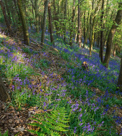 View of trees in forest