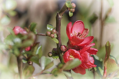 Close-up of red flowering plant