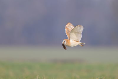 A barn owl with a vole