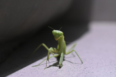 Close-up of insect