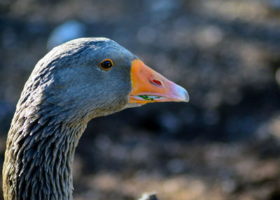 Portrait image of grey toulouse goose, eating grass