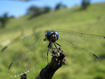 Close-up of insect on leaf