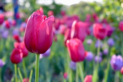 Close-up of pink tulips in park