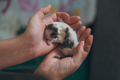 Newborn kitten in male hands 