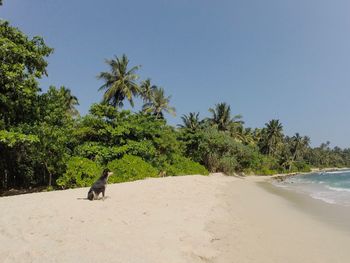 Trees on beach against clear sky