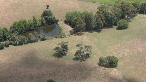 Trees growing in water