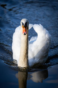 White swan swimming in lake