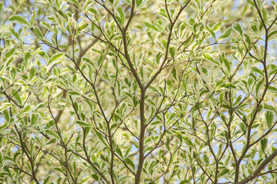 Full frame shot of fresh plants in field