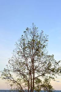 Low angle view of tree against sky