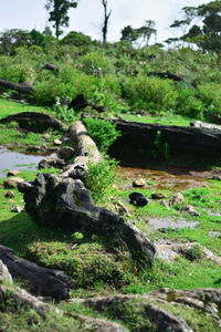 Scenic view of forest