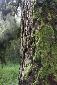 Close-up of moss growing on tree trunk