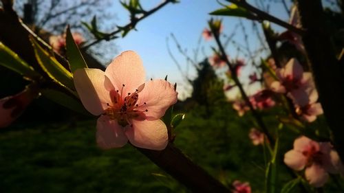 Close-up of fresh flowers against sky