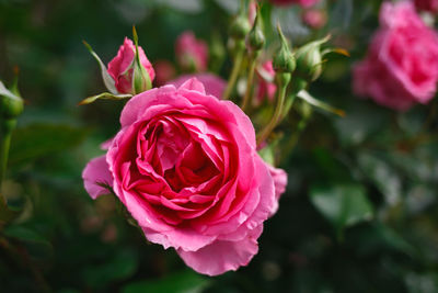 Close-up of pink rose