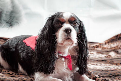 Portrait of dog looking away