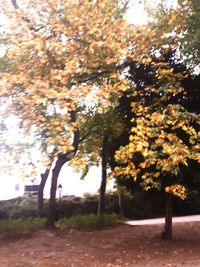 Trees in park during autumn