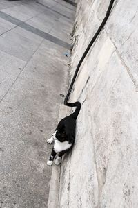 High angle view of dog on footpath